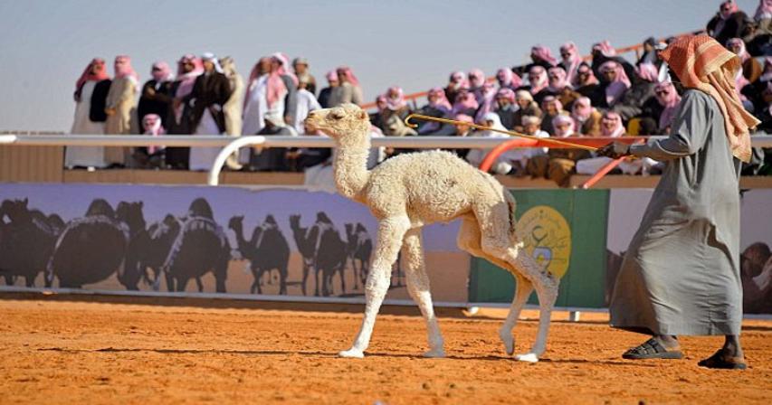 Top 8 Festivals in the Kingdom you don’t want to Miss
