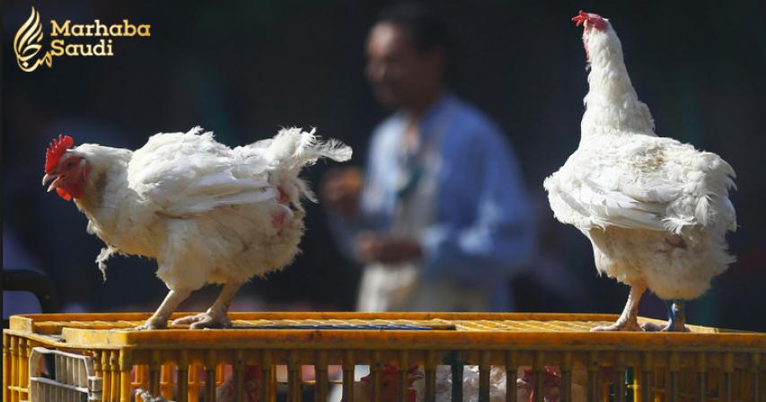 Saudi Arabia bans poultry imports from Nepal over bird flu
