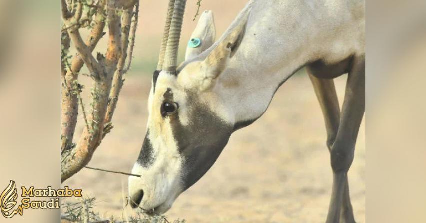 Souq Okaz visitors are introduced to Saudi wildlife

