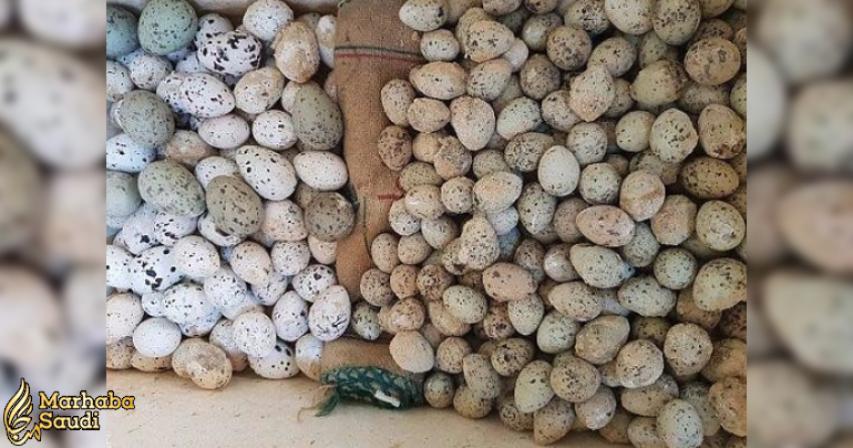 Saudi Arabian authorities seize boat carrying over 200 seabird eggs