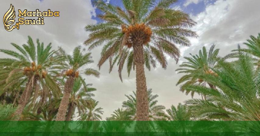  1.9 mln palm trees beautify the gardens of Bisha