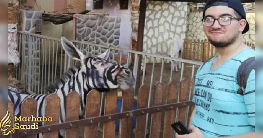 Egyptian zoo painted stripes on the donkey to make it look like a Zebra
