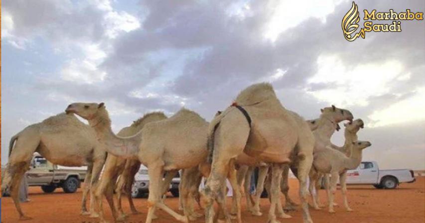 Camel owners fined for performing cosmetic surgery on their animals