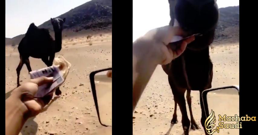 Man feeds camel bread stuffed with Saudi Riyals