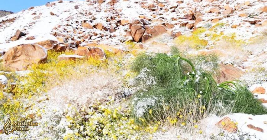 Spring snowfall in Saudi Arabia delights residents
