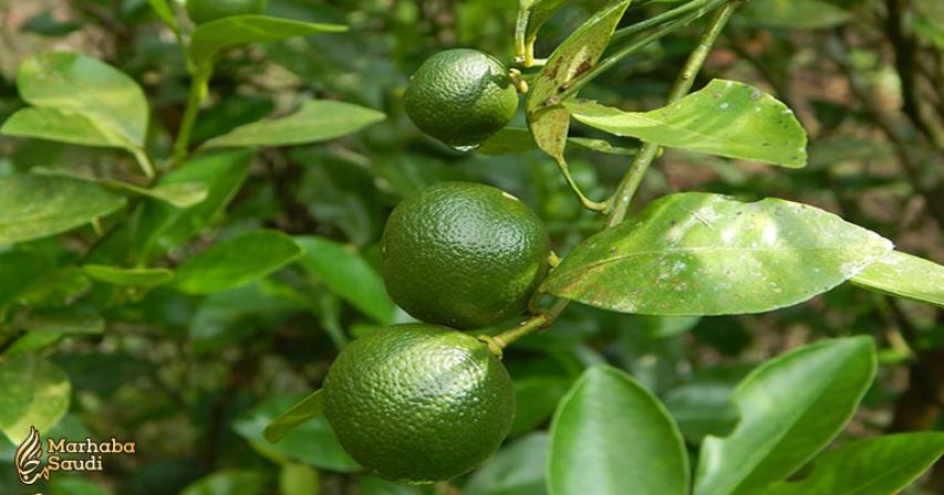Calamansi fruit from the Philippines found to be a powerful anticancer food
