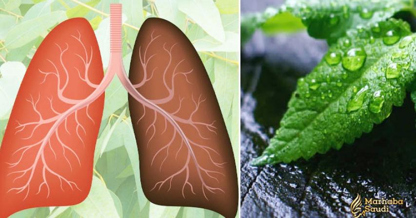 Are You Short Of Breath? Here Are The 15 Most Powerful Herbs For Your Lungs’ Health
