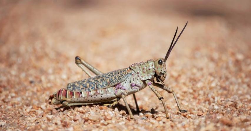 Saudi specialist teams to fight locust invasion