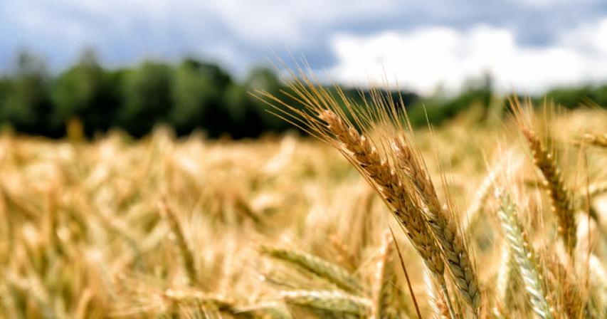 First regional grain terminal to be built in Saudi Arabia’s Yanbu Commercial Port