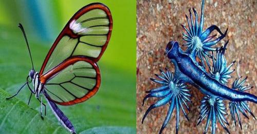 10 Most Unique Animal Species You Won’t Believe Exist Today