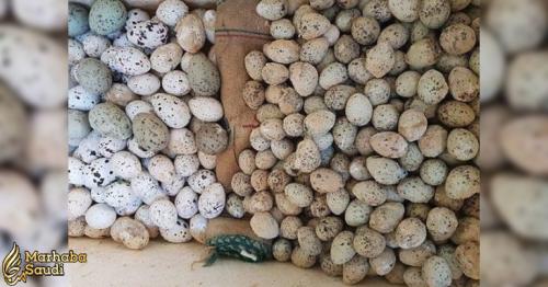 Saudi Arabian authorities seize boat carrying over 200 seabird eggs