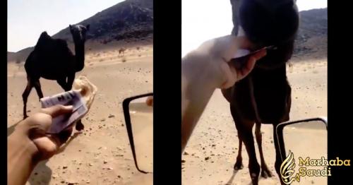 Man feeds camel bread stuffed with Saudi Riyals