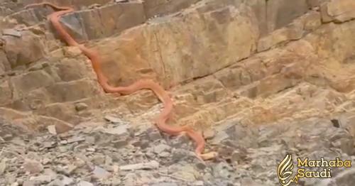 Huge snake spotted in Saudi Arabia 