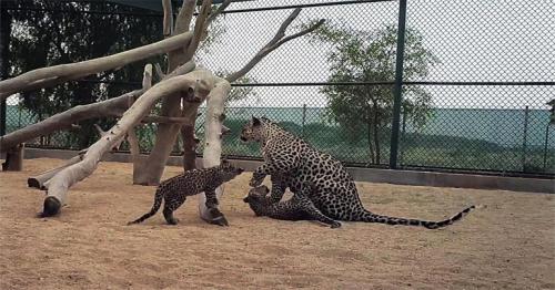 Saudi Arabia’s Royal Commission for AlUla Announces Birth of Two Arabian Leopard Cubs in Significant Boost to Critically Endangered Subspecies