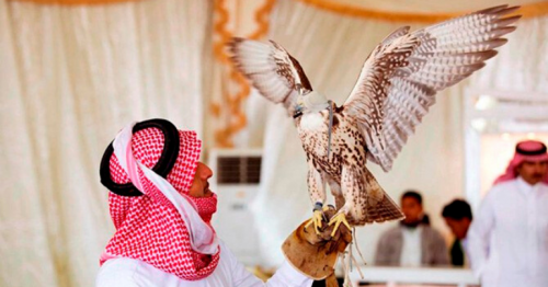 Saudi falconry festival takes off in Hafr Al-Batin