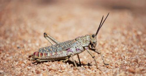 Saudi specialist teams to fight locust invasion