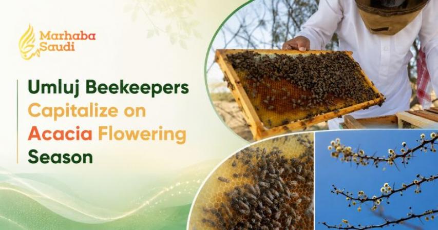 Umluj Beekeepers Capitalize on Acacia Flowering Season