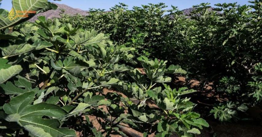 Najran Fig Orchards Hit Massive 650-Ton Annual Production Milestone