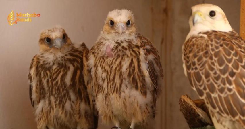 Northern Borders Region Transforms Historic Falconry into Organized Sector