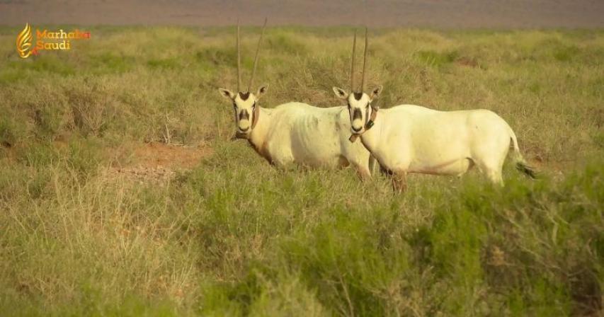 Saudi royal reserves
