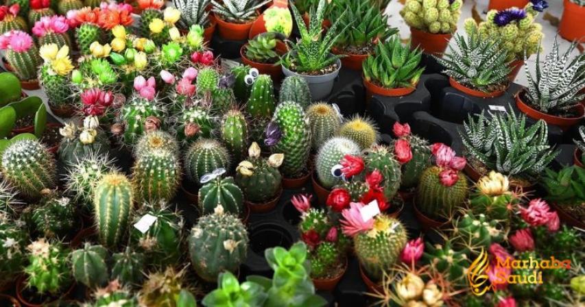 Eastern Province Nurseries See Massive Demand as Experts Prove Indoor Plants Drastically Slash Mental Fatigue