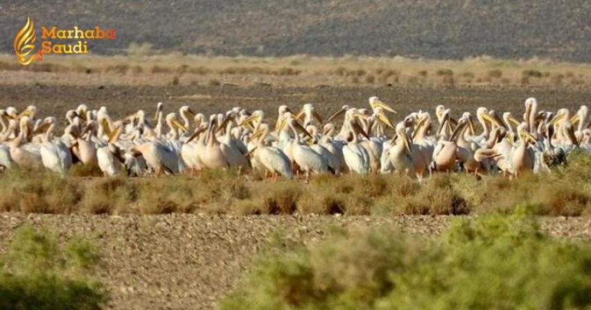 Wild Sidr Shrub Aggressively Protects The Ecosystem Inside Massive King Salman Royal Reserve