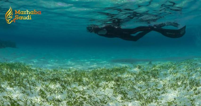 KAUST Scientists Unleash A Monumental Two Trillion Dollar Marine Environmental Strategy