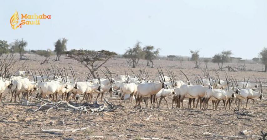 Oman nature reserves