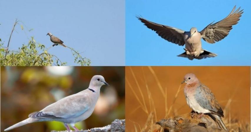 Saudi Arabia Unleashes Hunting Crackdown To Protect Natural Wildlife