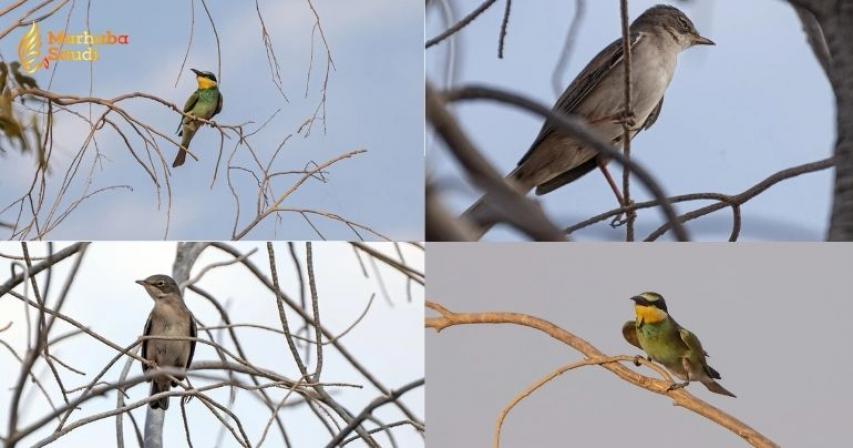 Saudi Arabia Executes Wildlife Protection Push To Guard Migratory Birds