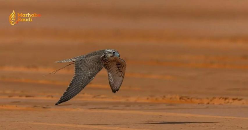 Phenomenal Falcons Dominate Elite Melwah Racing Rounds In Malham