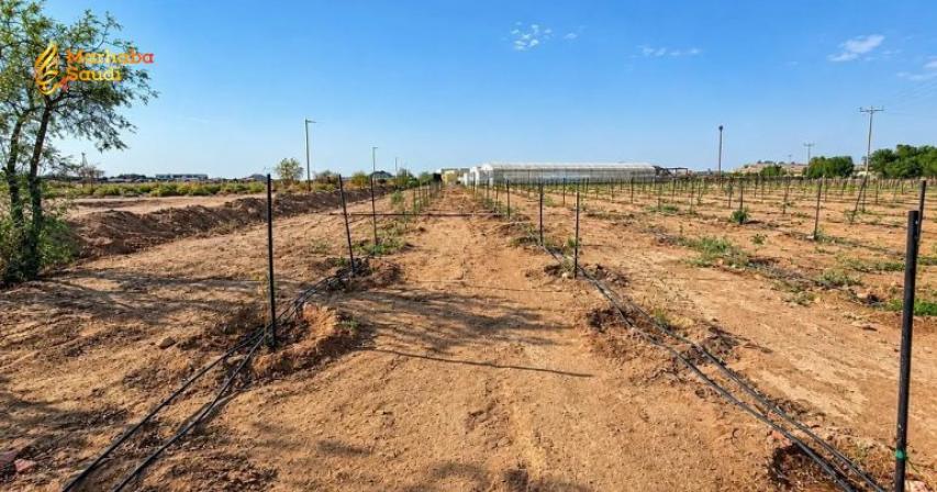 Abandoned Farms Rehabilitated in Makkah Region to Boost Green Cover