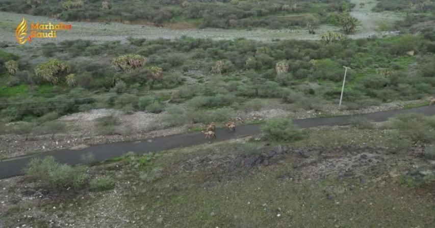Wadi Qura Provides a Stunning Rural Tourism Destination in Jazan