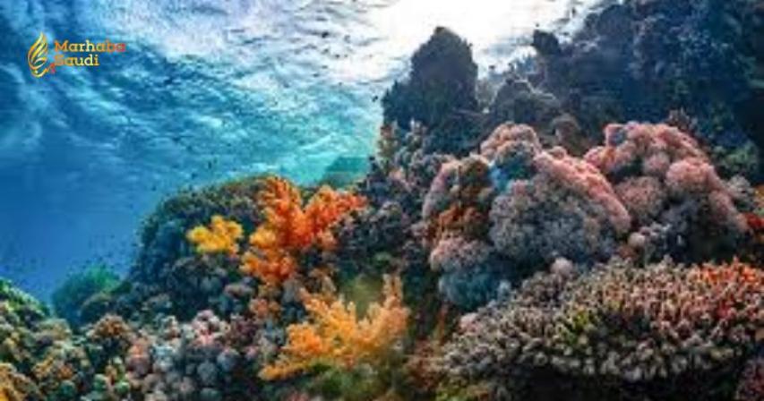 University of Tabuk Hosts Massive Red Sea Biodiversity Conference