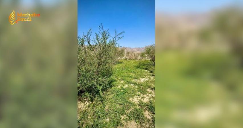 Makkah Wilderness Unleashes Spectacular Natural Transformation During Al-Wasm Season