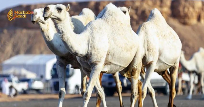Unaizah Unleashes Spectacular Camel Auction to Dominate Regional Commerce