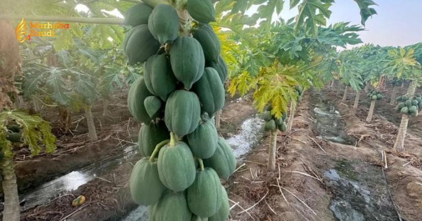 Papaya cultivation Saudi Arabia