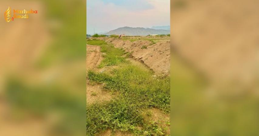 Massive Rainfall Unleashes Spectacular Green Oasis Across Makkah Park