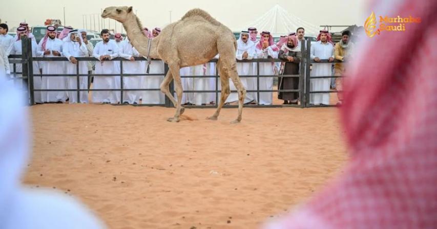 Hail Camel Auction