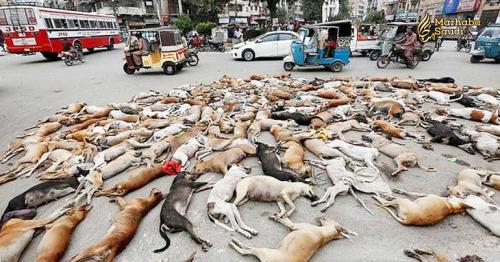 Is it permissible to kill stray dogs in Islam?
