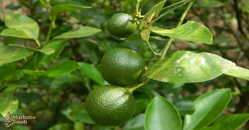 Calamansi fruit from the Philippines found to be a powerful anticancer food