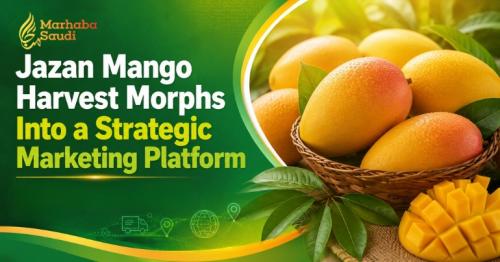 Jazan Mango Harvest Morphs Into a Strategic Marketing Platform