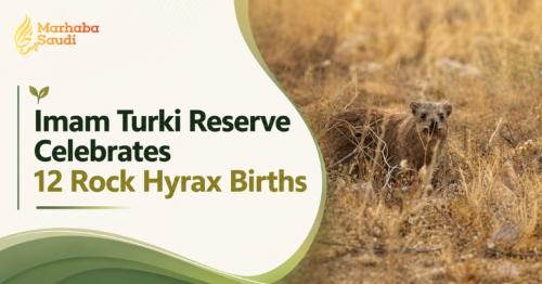 Imam Turki Reserve Celebrates 12 Rock Hyrax Births