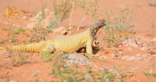 Imam Turki Reserve Employs Advanced Monitoring to Protect Rare Reptiles