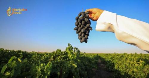 Qassim Farmers Harvest Massive 30,000 Tons of Premium Grapes