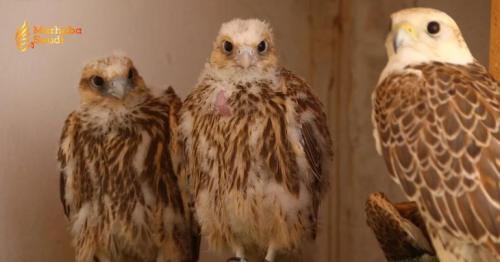 Northern Borders Region Transforms Historic Falconry into Organized Sector