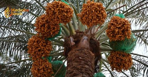 Saudi Markets Explode With First 2026 Date Harvest