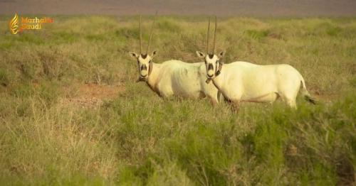 King Salman Royal Reserve Revitalizes Massive Desert Ecosystems