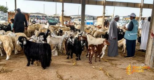 Ministry of Environment Launches Massive Field Inspection Campaign at Makkah Livestock Markets