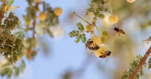 Tabuk Beekeepers Launch Massive Talh Honey Harvest To Dominate Regional Agricultural Markets